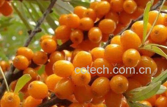 女性吃沙棘的作用与功效-1