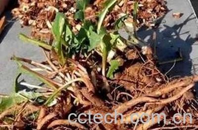 蒲公英根茶怎么炒-0