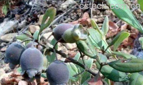 山子的功效与作用 山稔子怎么泡酒-0