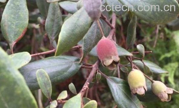 山子的功效与作用 山稔子怎么泡酒-1