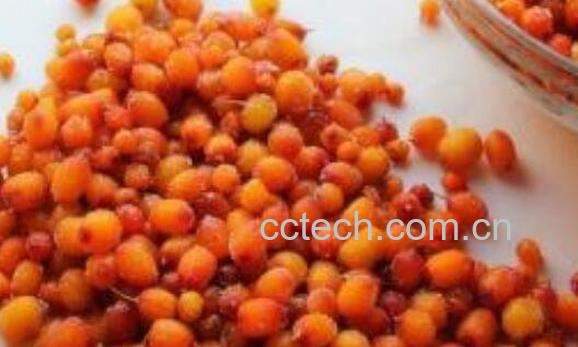 沙棘果泡酒功效与作用-1