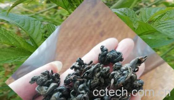 刺儿茶是什么茶 刺儿茶的功效与作用-1