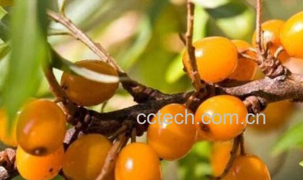 沙棘排毒的功效与作用 沙棘排毒的原理-0