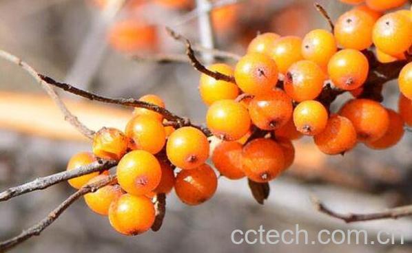 沙棘排毒的功效与作用 沙棘排毒的原理-1