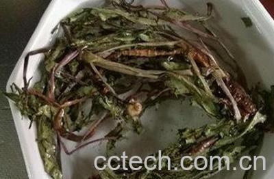  蒲公英茶的副作用和禁忌-1