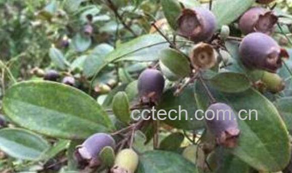 地稔子的作用和功效-0