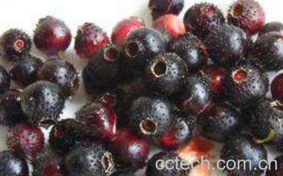 地稔子的作用和功效-1