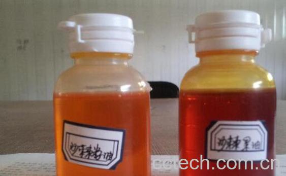 沙棘果油的功效和作用-0