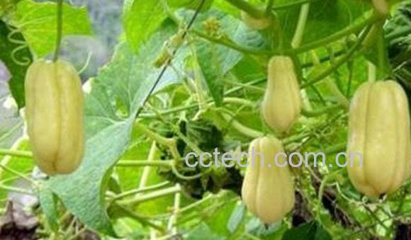 白佛手瓜-1