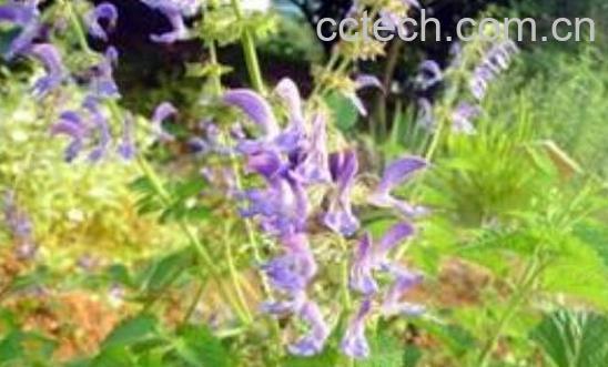 丹参花茶的功效与作用-1