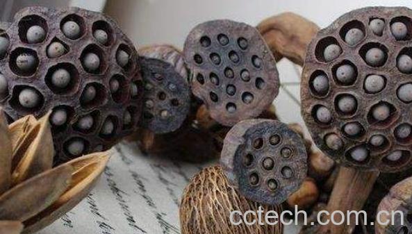 莲蓬壳煮水喝的功效与禁忌-1