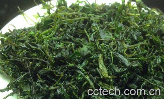 毛冬青茶的功效与作用 毛冬青茶的禁忌-0