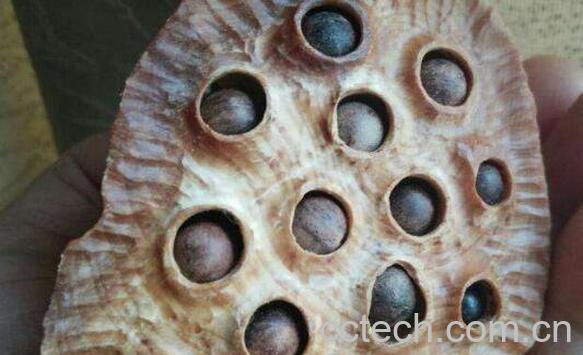 莲蓬壳煮水喝的功效与禁忌-0