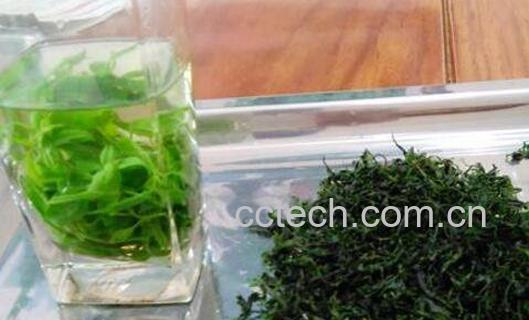 毛冬青茶叶的功效与作用-0