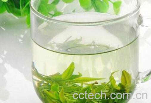 毛冬青茶叶的功效与作用-1