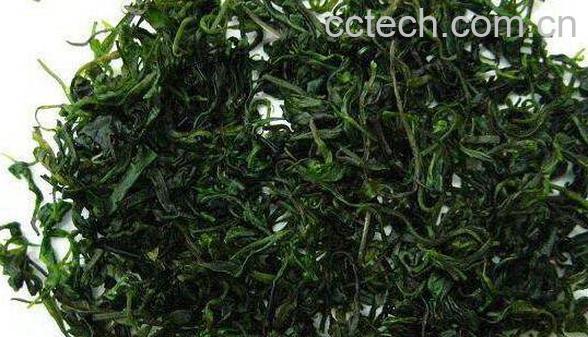 冬青与毛冬青的区别 冬青的功效与作用-0