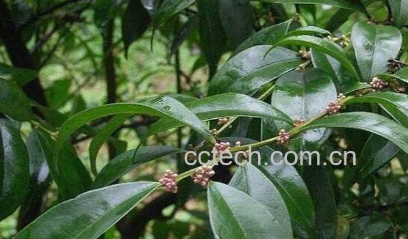 冬青与毛冬青的区别 冬青的功效与作用-1