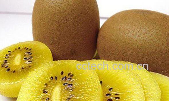 什么样的猕猴桃最好吃 猕猴桃的选购技巧-0