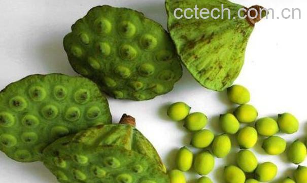 莲蓬的功效与作用 莲蓬的食用禁忌-0