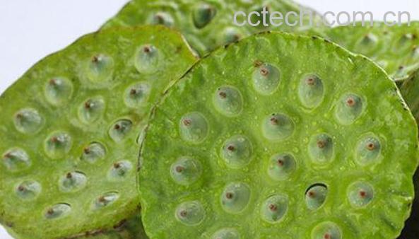 莲蓬怎么吃 莲蓬的正确食用方法-1