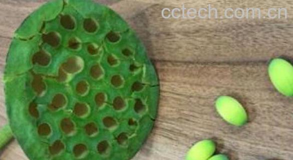 莲蓬怎么吃 莲蓬的正确食用方法-0