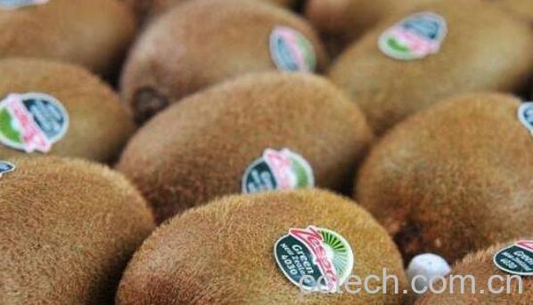 猕猴桃什么时候成熟 猕猴桃的催熟方法-0