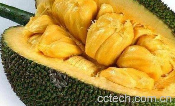 菠萝蜜如何剥皮 菠萝蜜怎么剥皮小窍门-1