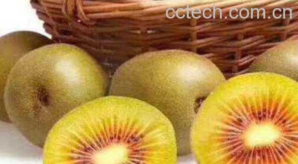 红阳猕猴桃和红心猕猴桃的区别-0