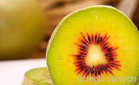红阳猕猴桃和红心猕猴桃的区别-1