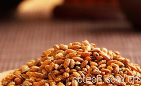 糙米茶的功效与作用 糙米怎么吃-0