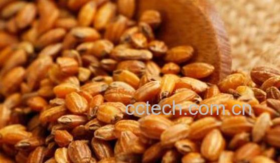 糙米茶的功效与作用 糙米怎么吃-1