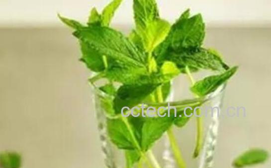 薄荷泡水喝有什么好处-0