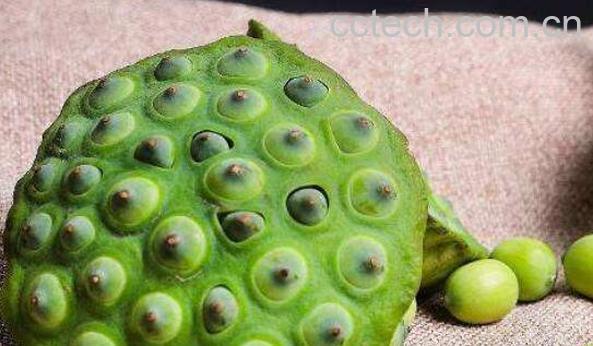 干莲蓬煮水有什么功效-0