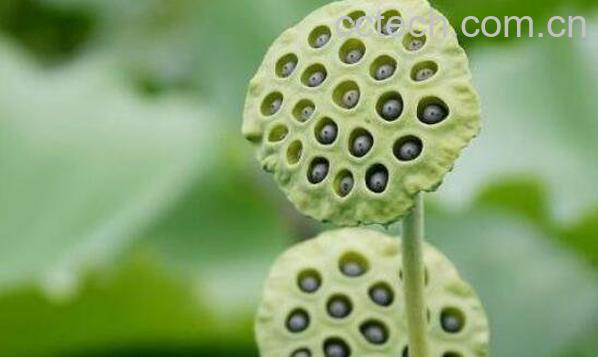 干莲蓬煮水有什么功效-1