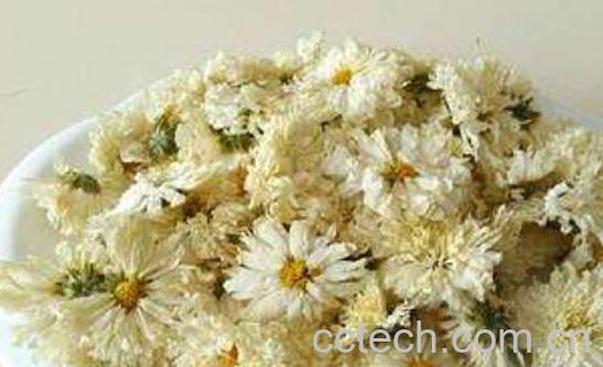 白菊花茶的功效与作用 白菊花茶怎么泡好喝-1