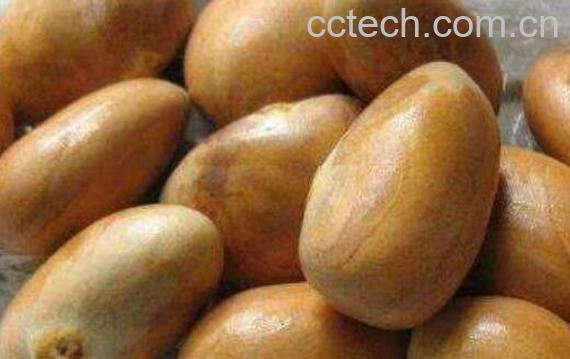 菠萝蜜的核怎么吃 菠萝蜜核的营养价值-0