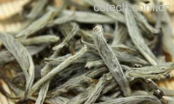 福鼎银针和政和银针的区别-0