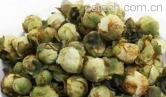 山茶花茶的功效和作用-0