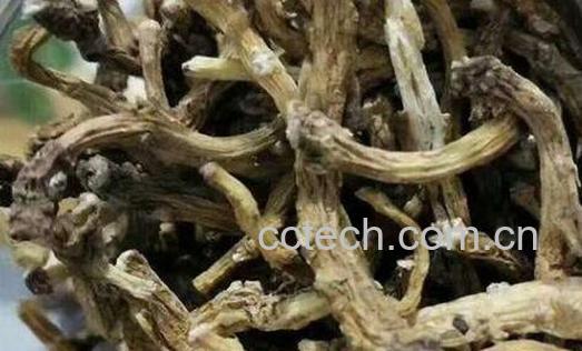 苦菜根茶怎么做 苦菜根茶的制作方法-0