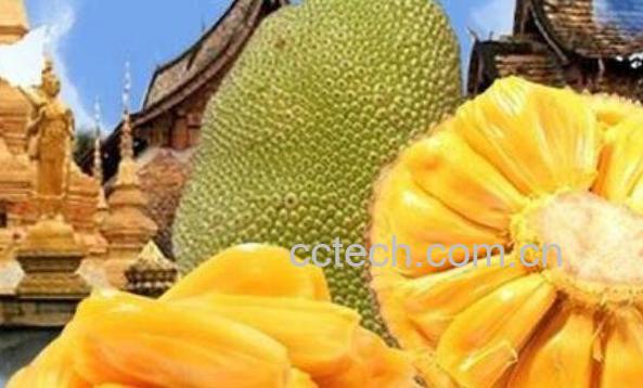 如何挑选菠萝蜜 如何看菠萝蜜是否成熟-1