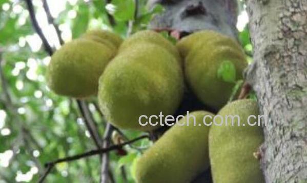 菠萝蜜过敏怎么办 菠萝蜜过敏有什么症状-1