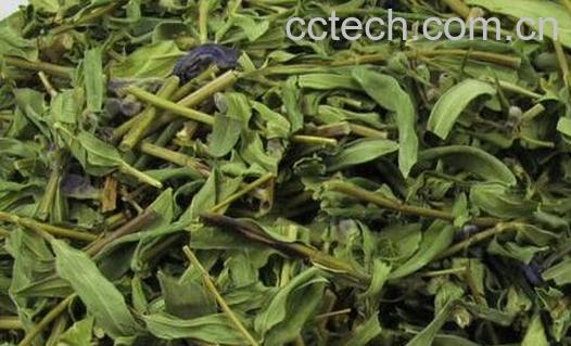 黄芩叶茶制作方法 黄芩叶茶的功效-1