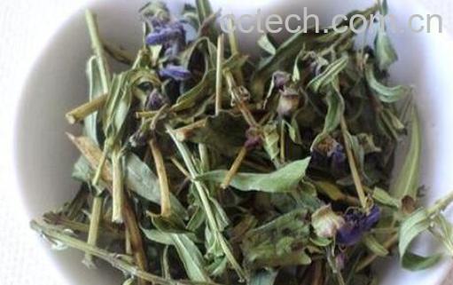 黄芩叶茶制作方法 黄芩叶茶的功效-0