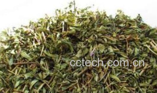 黄芩茶如何做 自家黄芪茶制作方法-0