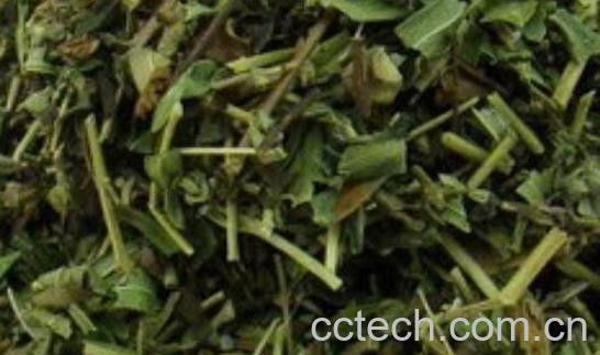 黄芩茶泡水喝有什么功效与作用-0