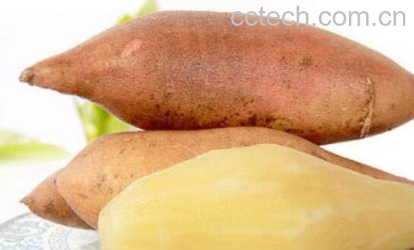 雪莲果可以生吃吗 女生吃雪莲果的坏处-1