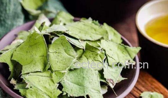 荷叶泡水喝竟有6个害处-0