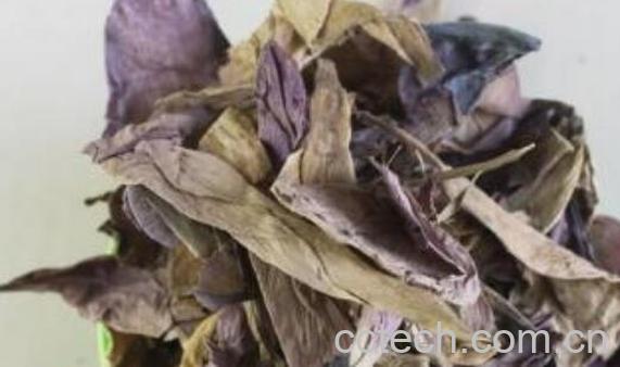 荷花瓣泡水喝的功效与作用-1