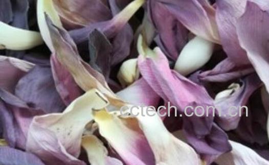 荷花瓣泡水喝的功效与作用-0