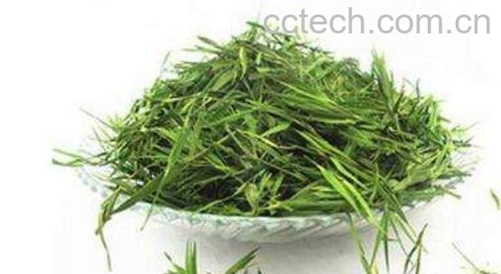 竹叶青茶怎么泡 竹叶青茶的正确泡法-1